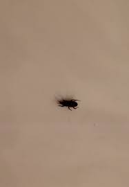 we keep seeing these bugs;in the