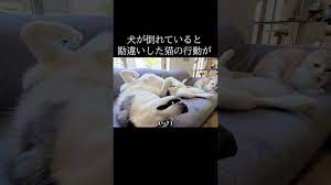 犬動画一覧 | ドコモの動画ニュース