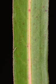 Image result for Persicaria decipiens