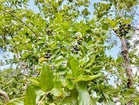 Image result for Crossopteryx