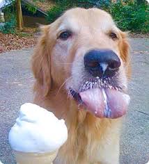 Eat dog zum kleinen preis hier bestellen. 51 Dogs Eating Ice Cream Ideas Dogs Dog Eating Ice Cream Eating Ice Cream