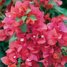 Generally, bougainvillea plants are hardy in u.s. Bougainvillea Temple Fire