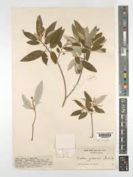 Image result for Croton gratissimus