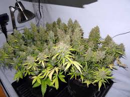 We did not find results for: 250w Mh Hps Cannabis Grow Setup Tutorial Grow Weed Easy