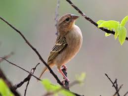 Suara kicauan burung pleci sangatlah merdu, oleh karena itu jenis burung ini sangat disukai oleh para kepala adalah bagian selanjutnya yang bisa digunakan untuk membedakan jantan dan betina pada klep mata antara jantan dan betina berbeda dengan drastis. Cara Membedakan Burung Manyar Jantan Dan Betina Binatang Peliharaan