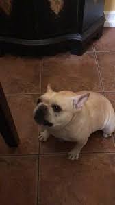 Bouledogue or bouledogue français) is a breed of domestic dog, bred to be companion dogs. French Bulldog Sounds Like A Car On A Racetrack Jukin Media Inc
