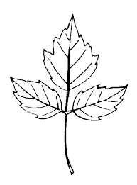 Also, there are stumps from trees that grew near my foundations and they also continue to grow. Manitoba Maple