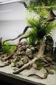 Beautiful Driftwood Root For Fish Tank Background Purchase Natural Driftwood For Your Aquarium Her In 2020 Fresh Water Fish Tank Aquarium Landscape Aquarium Driftwood