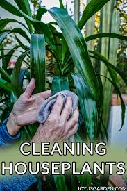This is typically the best way to handle cleaning off larger plants with smaller leaves, like trailing pothos plants. Cleaning Houseplants How To Clean Your Houseplants