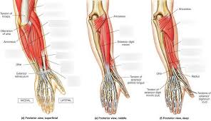 By simply having the forearm danny gordon is an american college of sports medicine (acsm) certified personal trainer and owner of the body studio for fitness, a fitness. Muscles Of Arm Flexor Forearm Diagram Quizlet