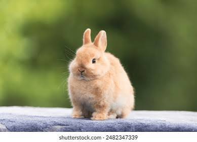 Netherland Dwarf Rabbit