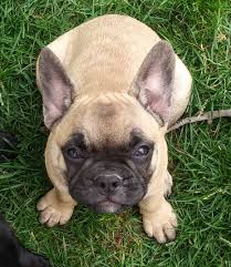 Show/breeding exhibitors, obedience workers and folks just wanting a French Bulldogs Mecham Family Kennels