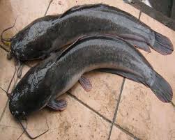 Rupanya ada rahsia untuk memastikan anak ikan keli boleh hidup dan membesar. 5 Jenis Ikan Lele Paling Laku Dan Banyak Dipelihara Di Indonesia