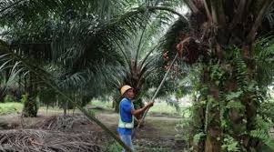 8.1 if you have not disclosed any of the above information, please indicate the reasons why. Malaysia S Securities Panel Probes Sime Darby Plantations After U S Import Ban Nasdaq