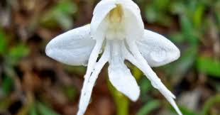Image result for Habenaria afra