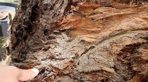 Having problems with termites, cockroaches hills pest control pros is committed to providing quality and effective solution to pests. A1 Pest Control Baulkham Hills Termite Inspections Rodent Treatment