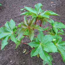 Image result for Ricinus communis