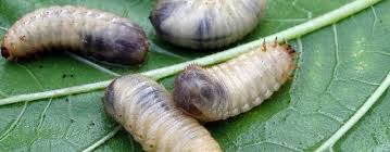 At the same time, you do not want to. How To Get Rid Of Grubs In Your Lawn Gecko Green