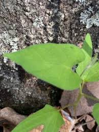 Image result for Ipomoea plebeia