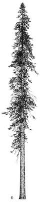 The douglas fir tree is an evergreen conifer native to north america, although most people recognize it as one of the most popular christmas trees. Along Side Pine Tree Tattoo Pine Tree Painting Tree Tattoo