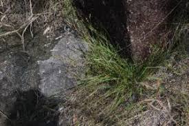 Image result for Scleria sp.no.1