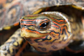 Check spelling or type a new query. The Ornate Wood Turtle A Living Masterpiece Featured Creature