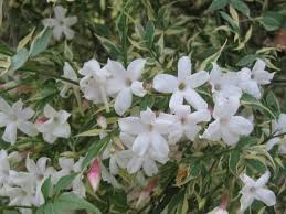 Image result for Jasminum bakeri