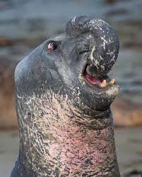 Mogens Trolle On Instagram Plus Two Tons Elephant Seal Bulls Sporting Their Giant Inflatable Nose Used For Intimida Ocean Mammal Elephant Seal Nature Animals