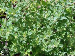 Image result for Acanthospermum hispidum