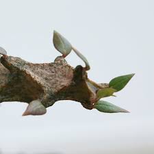 Image result for Ceropegia namuliensis