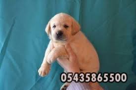 Satilik Labrador Retriever Yavrulari Labrador Retrievers Labrador Retriever Labradors