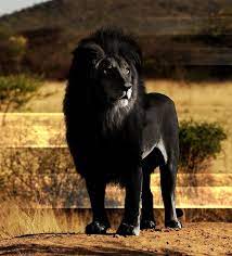 Danbury Shakes Oppressedproletariat Peace Love Hippieness Melanistic Animals Animals Animals Wild