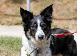Pin On Dogs Collies In Rescue