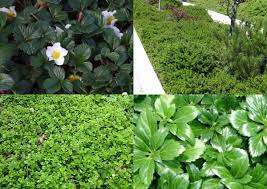 Check spelling or type a new query. Best Plants And Erosion Controls For Slopes And Hillsides Dengarden