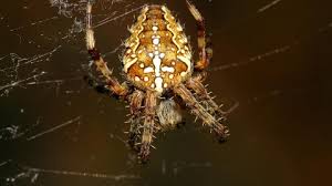 We did not find results for: Garden Spider The Wildlife Trusts