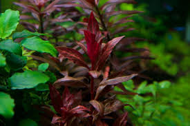 Alternanthera reineckii is a popular choice for beginners due to the fact that its pretty easy to grow. True Alternanthera Reineckii Variegated Barr Report Forum Aquarium Plants