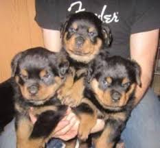 If you are unable to find your rottweiler puppy in our puppy for sale or dog for sale sections, please consider looking thru thousands of rottweiler dogs for adoption. Akc Reg 14 Weeks German Rottweiler Puppies For Sale In Boca Raton Florida Classified Americanlisted Com