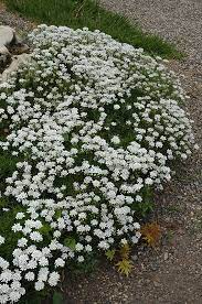 Little Gem Candytuft Iberis Sempervirens Little Gem In Edmonton St Albert Sherwood Park Stony Plain Alberta Ab At Millcreek Nursery Ltd