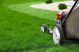 Augustine and empire zoysia grass both need 2 or 3 waterings per week during the summer and 1 or 2 waterings the rest of the year in you will want to wait 30 days after installing your new sod to apply fertilizer, to give it time to take root and acclimate to your yard. When Is It Time To Mow A New Sod Lawn