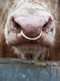 Nose Ring Anyone Danielle Lampert Herrera Cow Pictures Bull Nose Ring Show Cattle