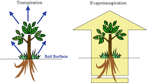 Evaporasi adalah pengurangan kadar air dengan menggunakan metode pemanasan sehingga air atau pelarut akan teruap dan bahan yang diinginkan akan terkristralisasi. Proses Evaporasi Transpirasi Dan Evapotranspirasi Guru Geografi