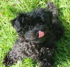 Black And White Yorkie Poo Page Not Found Sunny Day Puppies Yorkie Poo Poodle Toy Poodle Black