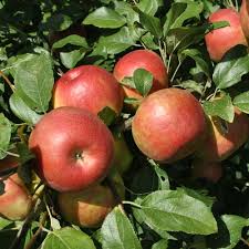 low chill hot areas anna apple plant