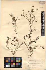 Image result for Polystachya kermesina