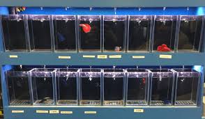 We cater for both the beginner and the serious fish enthusiast and offer free water testing in store. Tips On Choosing Your First Betta Fish Japanesefightingfish Org