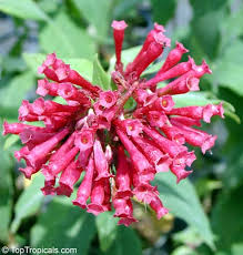 Image result for Cestrum elegans