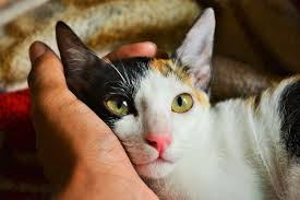 Check spelling or type a new query. 4 Alasan Kenapa Kucing Tidak Mau Makan Dan Solusinya Halaman All Kompas Com