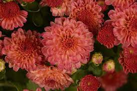 Mum Chrysanthemum X Morifolium Gigi Coral Lucas Greenhouses