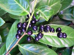 Check spelling or type a new query. What Is The Difference Between Bay Leaves And Laurel Leaves Culinarylore