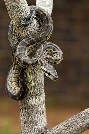 Juvenile African Rock Python Koedoesdraai Snake Snake Beautiful Snakes Cute Snake